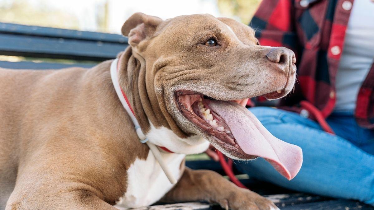¿Cómo calmar el jadeo de un perro? Comprender las causas y actuar rápido es clave