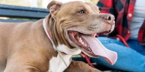¿Cómo calmar el jadeo de un perro? Comprender las causas y actuar rápido es clave