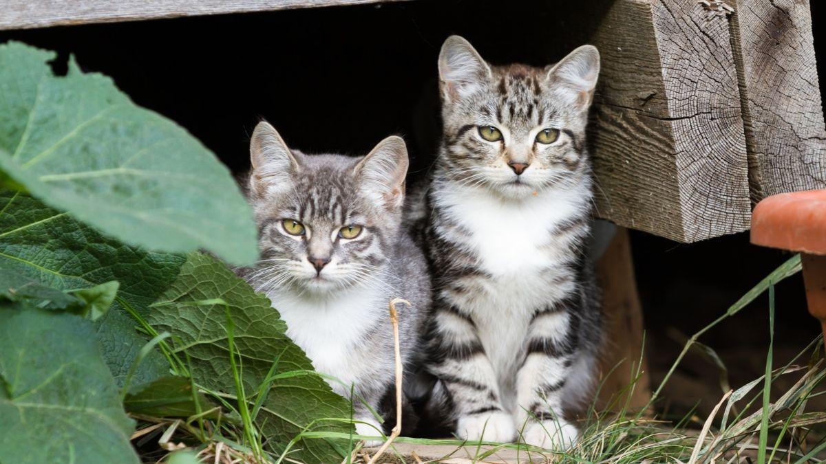 La Ley de Bienestar Animal lo aclara: si compras una casa y descubres una colonia de gatos en el jardín, no puedes echarlos sin más