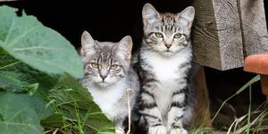 La Ley de Bienestar Animal lo aclara: si compras una casa y descubres una colonia de gatos en el jardín, no puedes echarlos sin más