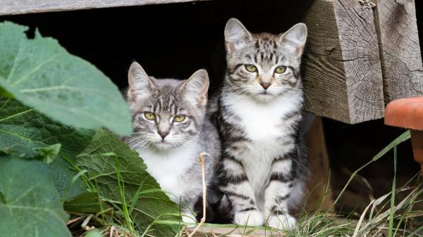 La Ley de Bienestar Animal lo aclara: si compras una casa y descubres una colonia de gatos en el jardín, no puedes echarlos sin más