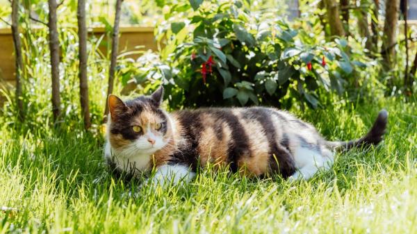 La Ley de Bienestar Animal lo aclara: si compras una casa y descubres una colonia de gatos en el jardín, no puedes echarlos sin más - La Ley de Bienestar Animal también protege a las colonias de gatos que viven en jardines privados