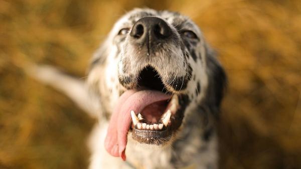 ¿Cómo calmar el jadeo de un perro? Comprender las causas y actuar rápido es clave - La razón detrás del jadeo: ¿por qué jadean los perros?