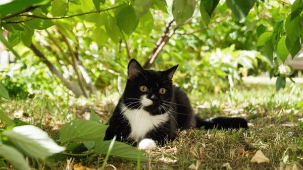 La Ley de Bienestar Animal lo aclara: si compras una casa y descubres una colonia de gatos en el jardín, no puedes echarlos sin más - La reubicación de una colonia felina está sujeta a excepciones