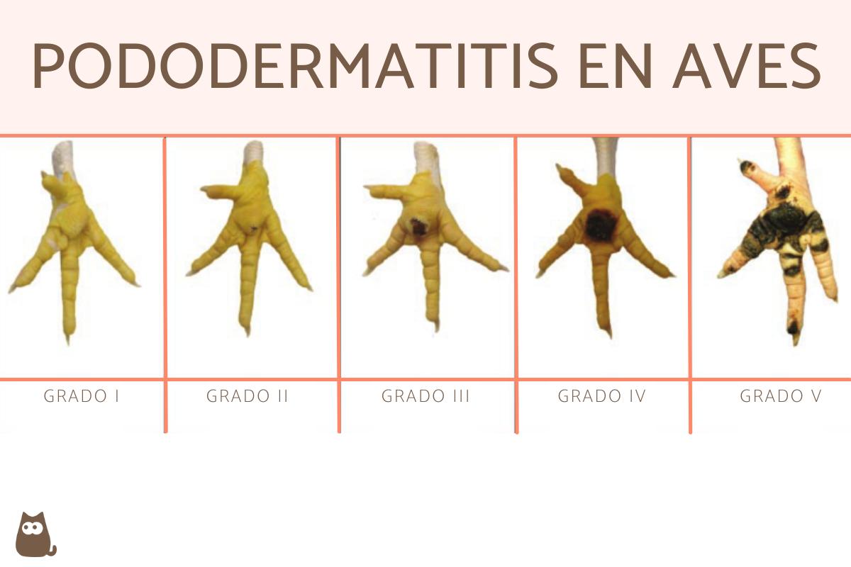 Pododermatitis en aves - Causas, síntomas y tratamiento