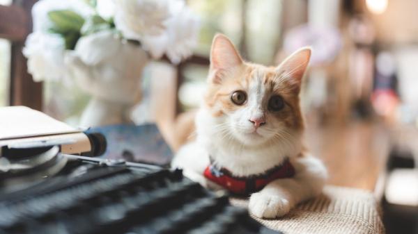 ¿Es buena idea sacar a pasear a tu gato? Los veterinarios advierten de los riesgos: “Puede traer problemas de conducta” - Arnés, mochila y calma: lo que nunca debes olvidar antes de salir de casa