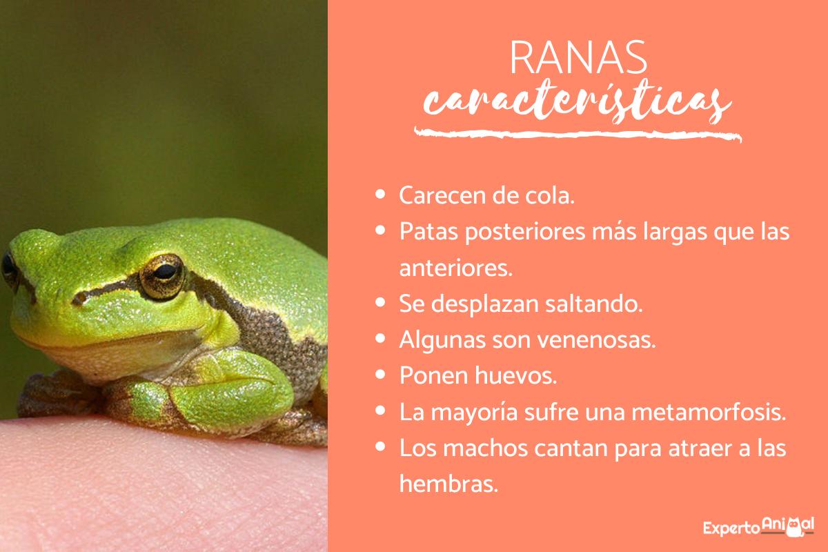 Características de las ranas