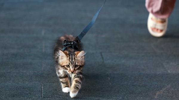 ¿Es buena idea sacar a pasear a tu gato? Los veterinarios advierten de los riesgos: “Puede traer problemas de conducta” - Cuando sí es bueno salir: el perfil del gato “explorador”