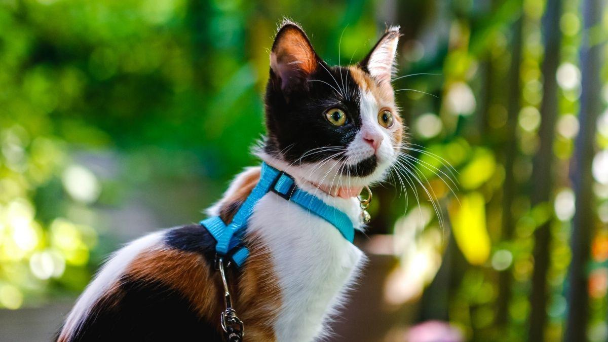 ¿Es buena idea sacar a pasear a tu gato? Los veterinarios advierten de los riesgos: “Puede traer problemas de conducta”