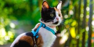 ¿Es buena idea sacar a pasear a tu gato? Los veterinarios advierten de los riesgos: “Puede traer problemas de conducta”
