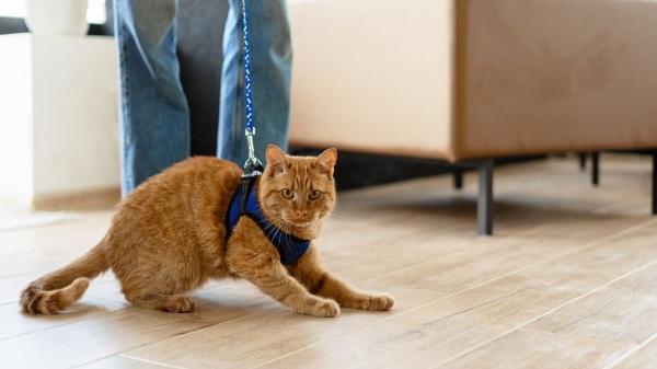 ¿Es buena idea sacar a pasear a tu gato? Los veterinarios advierten de los riesgos: “Puede traer problemas de conducta” - Porque no es como pasear a un perro: “El gato se siente vulnerable”
