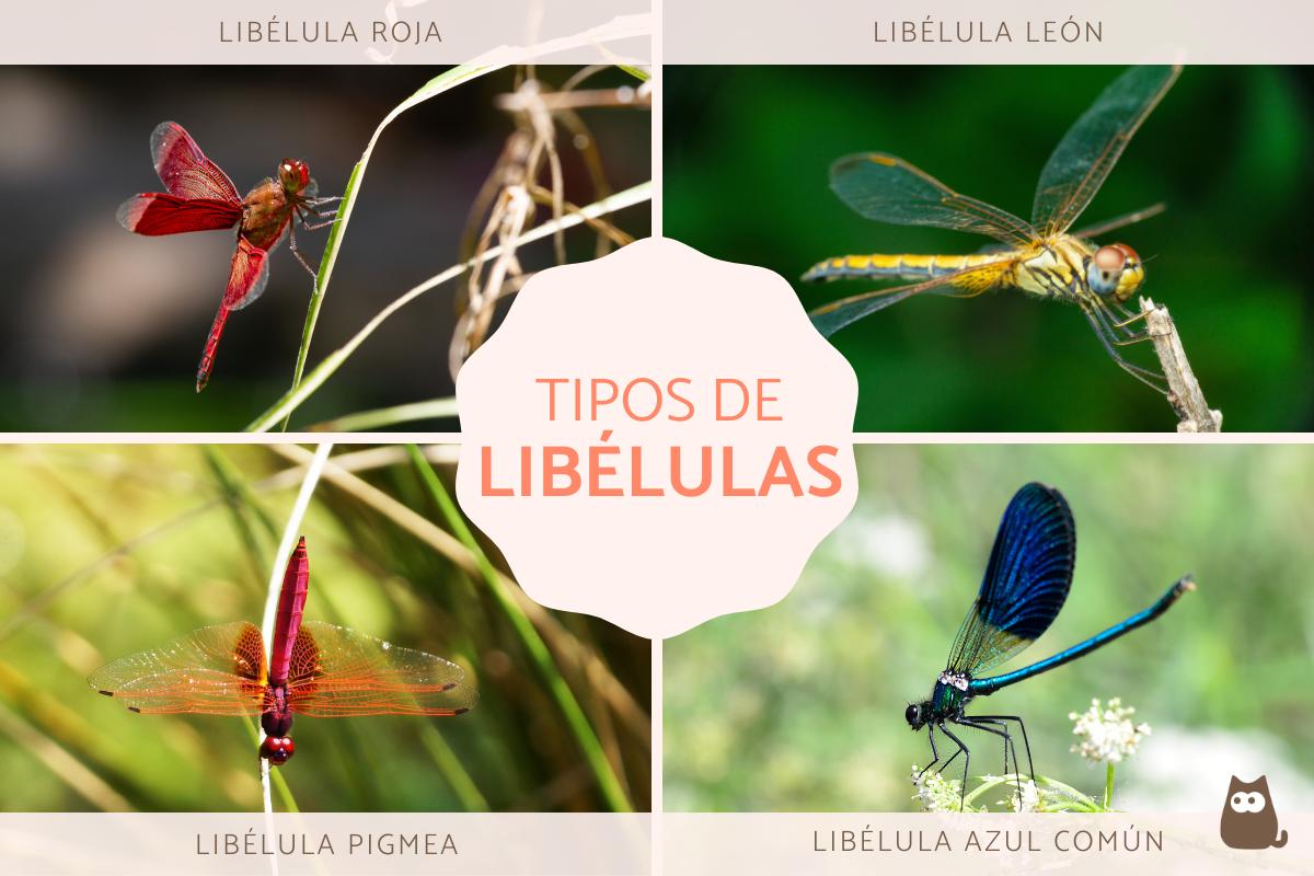Tipos de libélulas