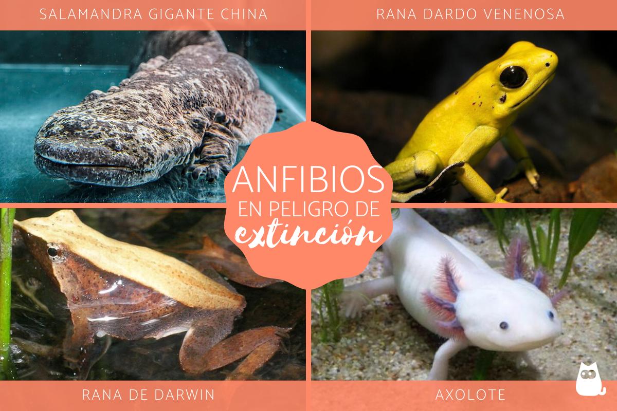 Anfibios en mayor peligro de extinción del mundo - Nombres y fotos