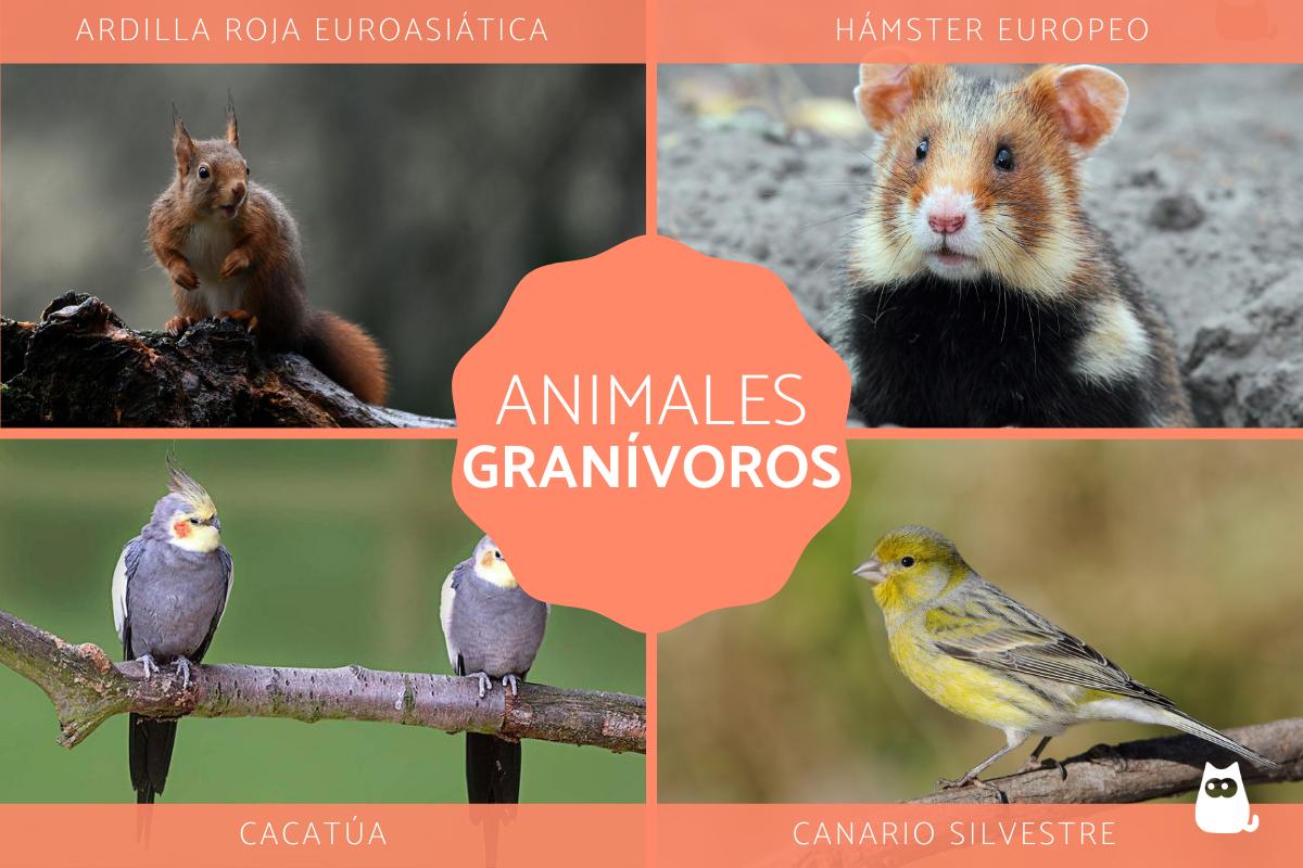 Animales granívoros - Tipos, alimentación y ejemplos