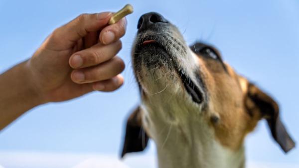 ¿Caricias o comida? Un estudio sobre estos refuerzos revela qué prefieren los perros - Así se hizo el estudio que compara comida vs caricias en perros