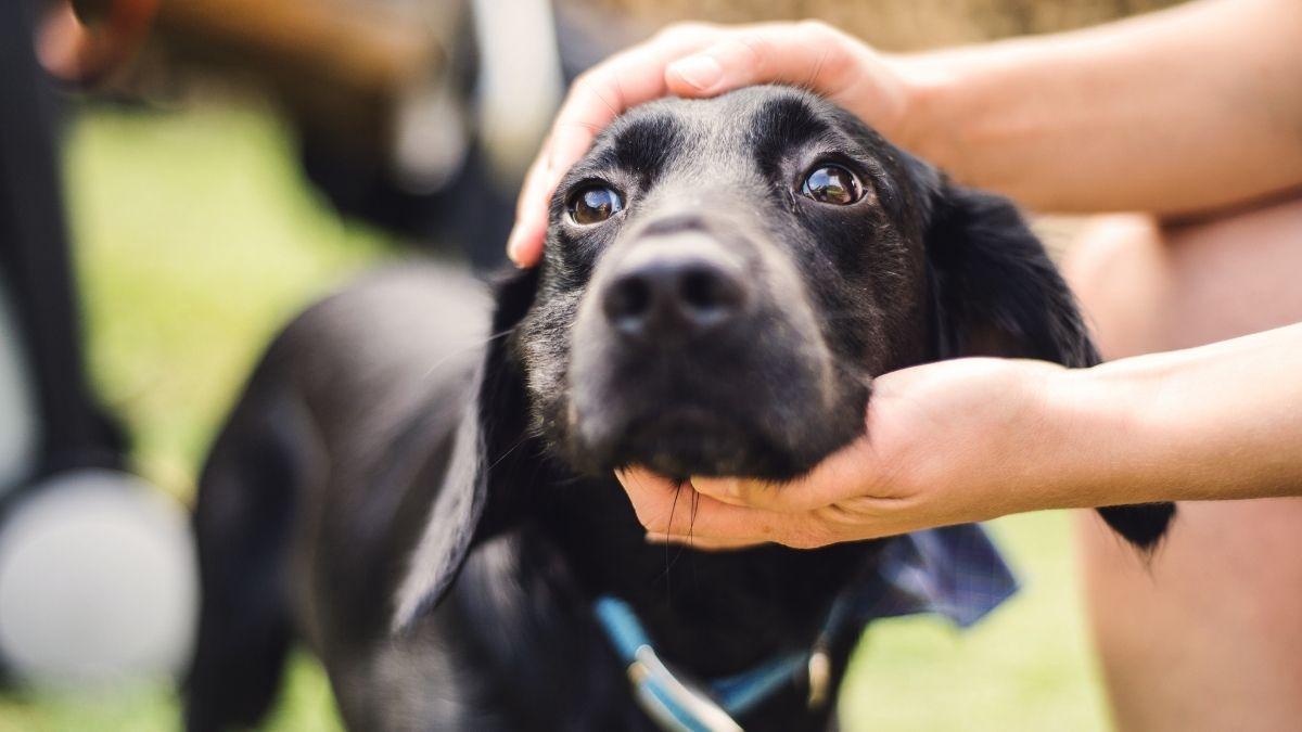 ¿Caricias o comida? Un estudio sobre estos refuerzos revela qué prefieren los perros