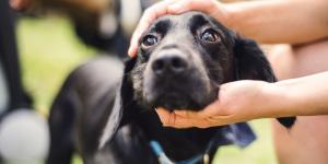 ¿Caricias o comida? Un estudio sobre estos refuerzos revela qué prefieren los perros