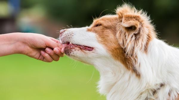 ¿Caricias o comida? Un estudio sobre estos refuerzos revela qué prefieren los perros - Qué prefieren realmente los perros: el resultado sorprendente del estudio