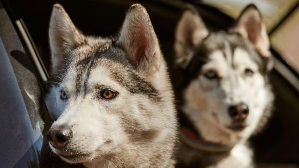 La UE endurece las reglas: no podrás viajar con más de cinco animales, excepto en un caso específico - El límite de la UE: cinco animales como máximo por viaje