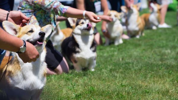 La UE endurece las reglas: no podrás viajar con más de cinco animales, excepto en un caso específico - La excepción que permite viajar con más de cinco animales