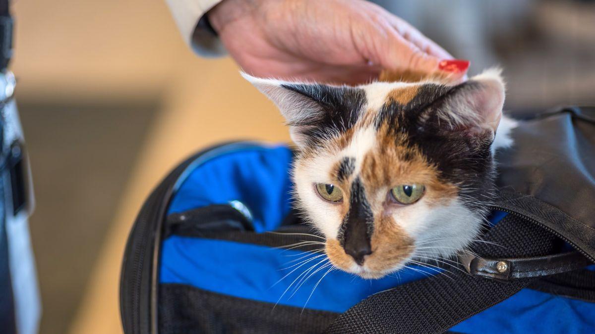 La UE endurece las reglas: no podrás viajar con más de cinco animales, excepto en un caso específico