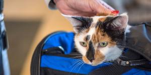 La UE endurece las reglas: no podrás viajar con más de cinco animales, excepto en un caso específico