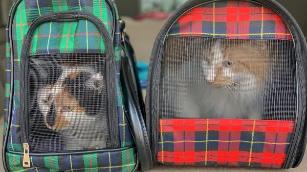 La UE endurece las reglas: no podrás viajar con más de cinco animales, excepto en un caso específico - Otras normas que debes conocer para viajar con tus mascotas por la UE