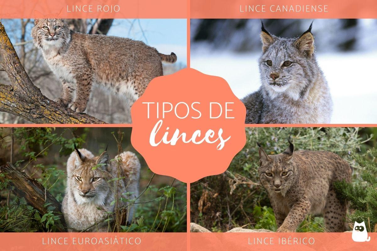 Tipos de linces - Características y dónde viven