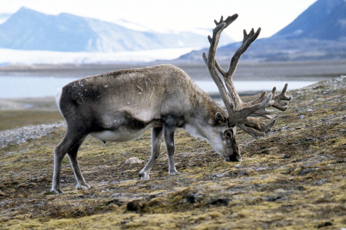 ¿Dónde viven los ciervos?