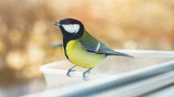 Si ves pájaros posarse en tu ventana o balcón, no es casualidad: lo que realmente significa y por qué puede ser positivo - El Feng Shui también relaciona la presencia de pájaros con la energía del hogar
