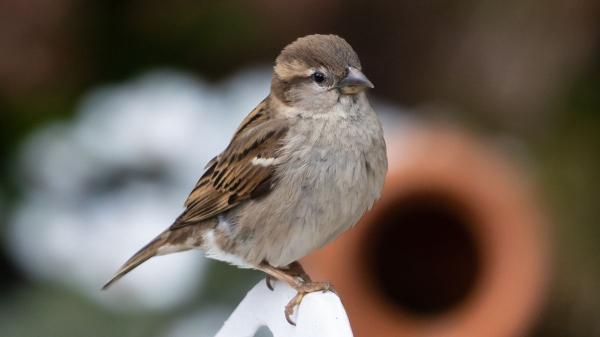 Si ves pájaros posarse en tu ventana o balcón, no es casualidad: lo que realmente significa y por qué puede ser positivo - La verdadera razón por la que los pájaros se posan en tu ventana o balcón: refugio, alimento y seguridad