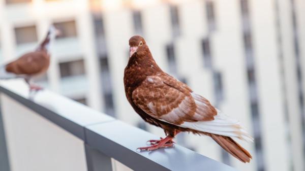 Si ves pájaros posarse en tu ventana o balcón, no es casualidad: lo que realmente significa y por qué puede ser positivo - Lo que implica que las aves visiten tu balcón o ventana con frecuencia