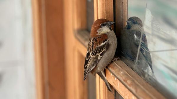Si ves pájaros posarse en tu ventana o balcón, no es casualidad: lo que realmente significa y por qué puede ser positivo - Muchas culturas ven en las aves una señal especial