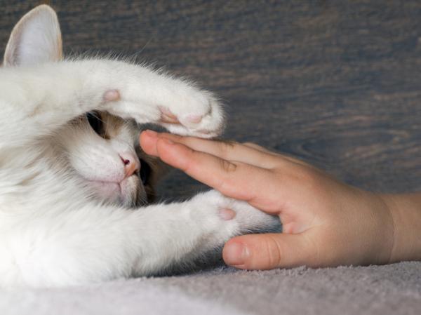¿Por qué a mi gato no le gusta que le toquen las patas?