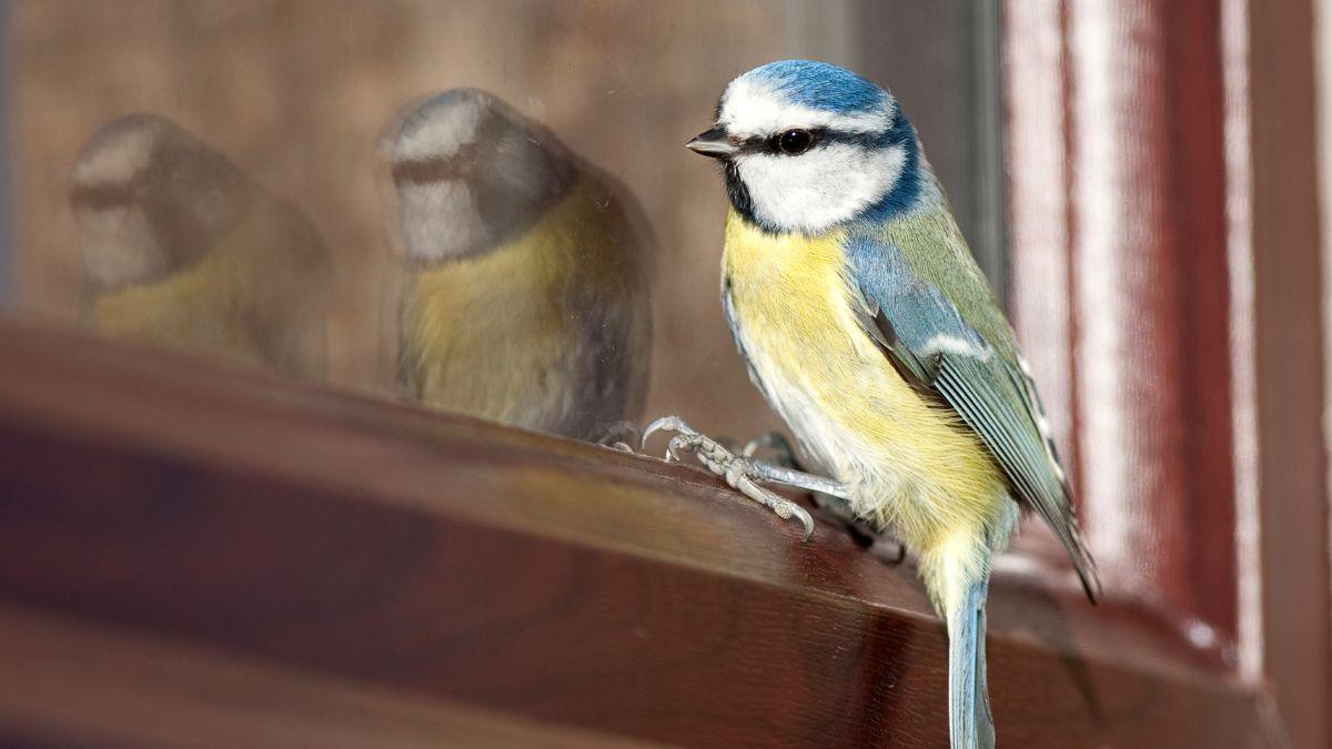 Si ves pájaros posarse en tu ventana o balcón, no es casualidad: lo que realmente significa y por qué puede ser positivo