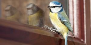 Si ves pájaros posarse en tu ventana o balcón, no es casualidad: lo que realmente significa y por qué puede ser positivo