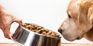 Los expertos avisan: el comedero de tu mascota puede acumular bacterias si no lo limpias bien (y cada cuánto debes hacerlo)