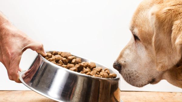 Los expertos avisan: el comedero de tu mascota puede acumular bacterias si no lo limpias bien (y cada cuánto debes hacerlo)