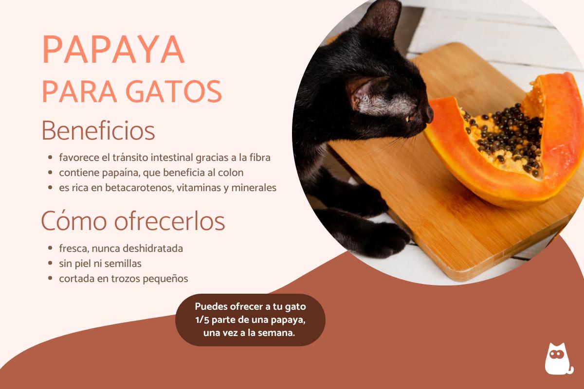 ¿Los gatos pueden comer papaya?