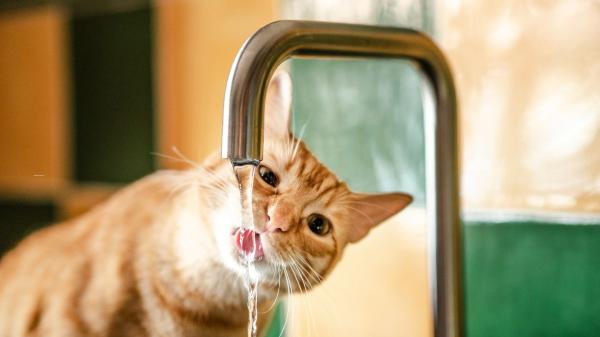 Los expertos avisan: el comedero de tu mascota puede acumular bacterias si no lo limpias bien (y cada cuánto debes hacerlo) - Por qué debes cambiar el agua de tu mascota a diario cuando llega el calor