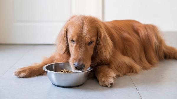 Los expertos avisan: el comedero de tu mascota puede acumular bacterias si no lo limpias bien (y cada cuánto debes hacerlo) - Salmonella, E. coli y Listeria: los riesgos de un plato mal lavado