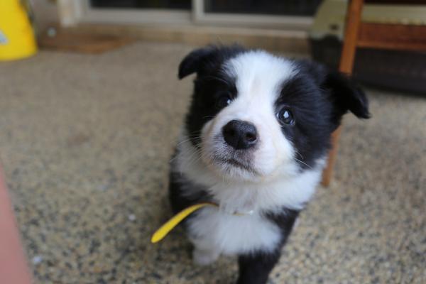 ¿Cómo cuidar a un cachorro? - ¿Cómo debe ser la educación del cachorro?