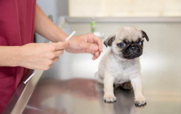 ¿Cómo cuidar a un cachorro? - ¿Cuáles son las primeras vacunas de un cachorro?