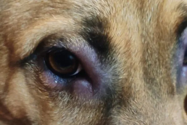 qué haría que el ojo de un perro se hinchara