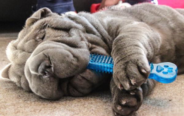 ¿Cómo cuidar a un cachorro? - ¿Qué accesorios necesita un cachorro?