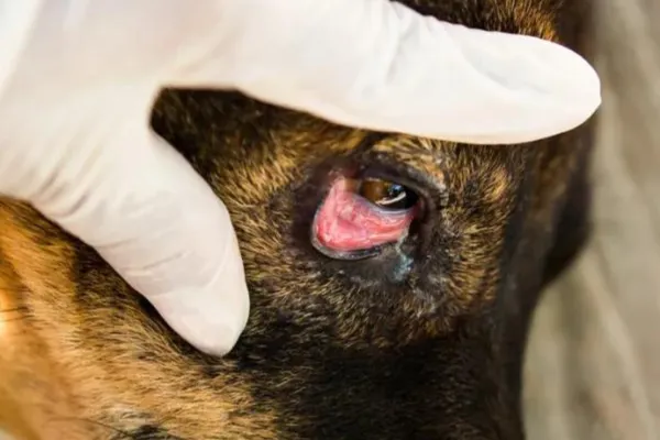 qué haría que el ojo de un perro se hinchara