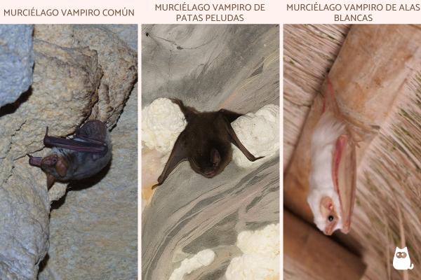 Curiosidades de los murciélagos - 2. Algunos solo se alimentan de sangre