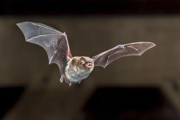 Curiosidades de los murciélagos - 5. Son los únicos mamíferos que vuelan