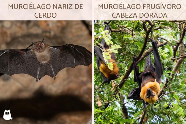 Curiosidades de los murciélagos - 7. Existen murciélagos diminutos y otros gigantes