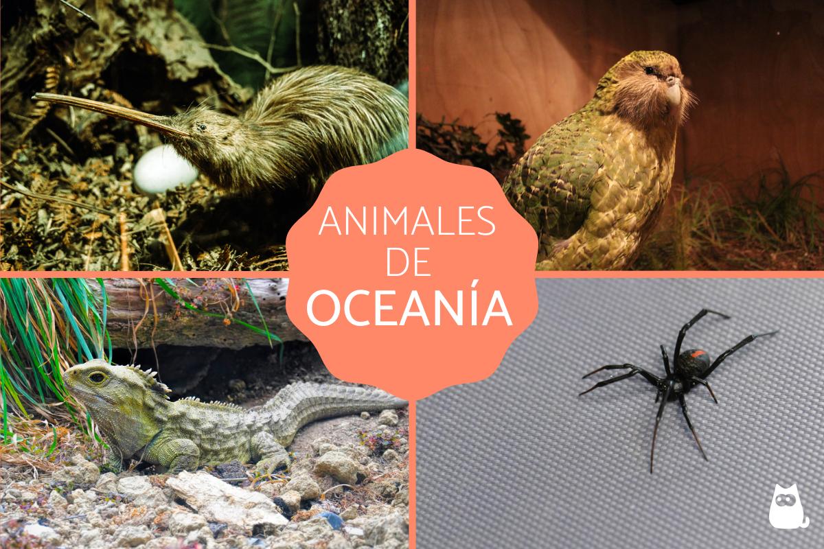 Animales de Oceanía